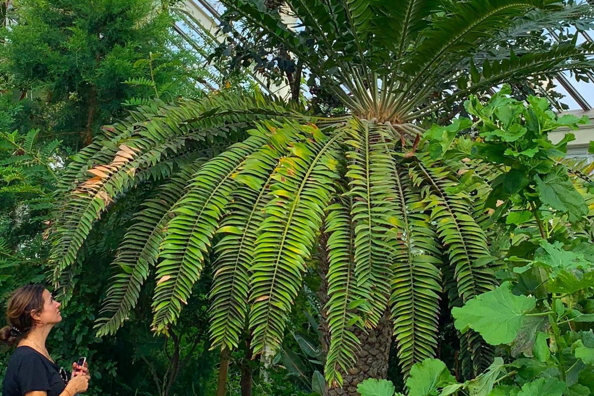 گیاه نخل وود