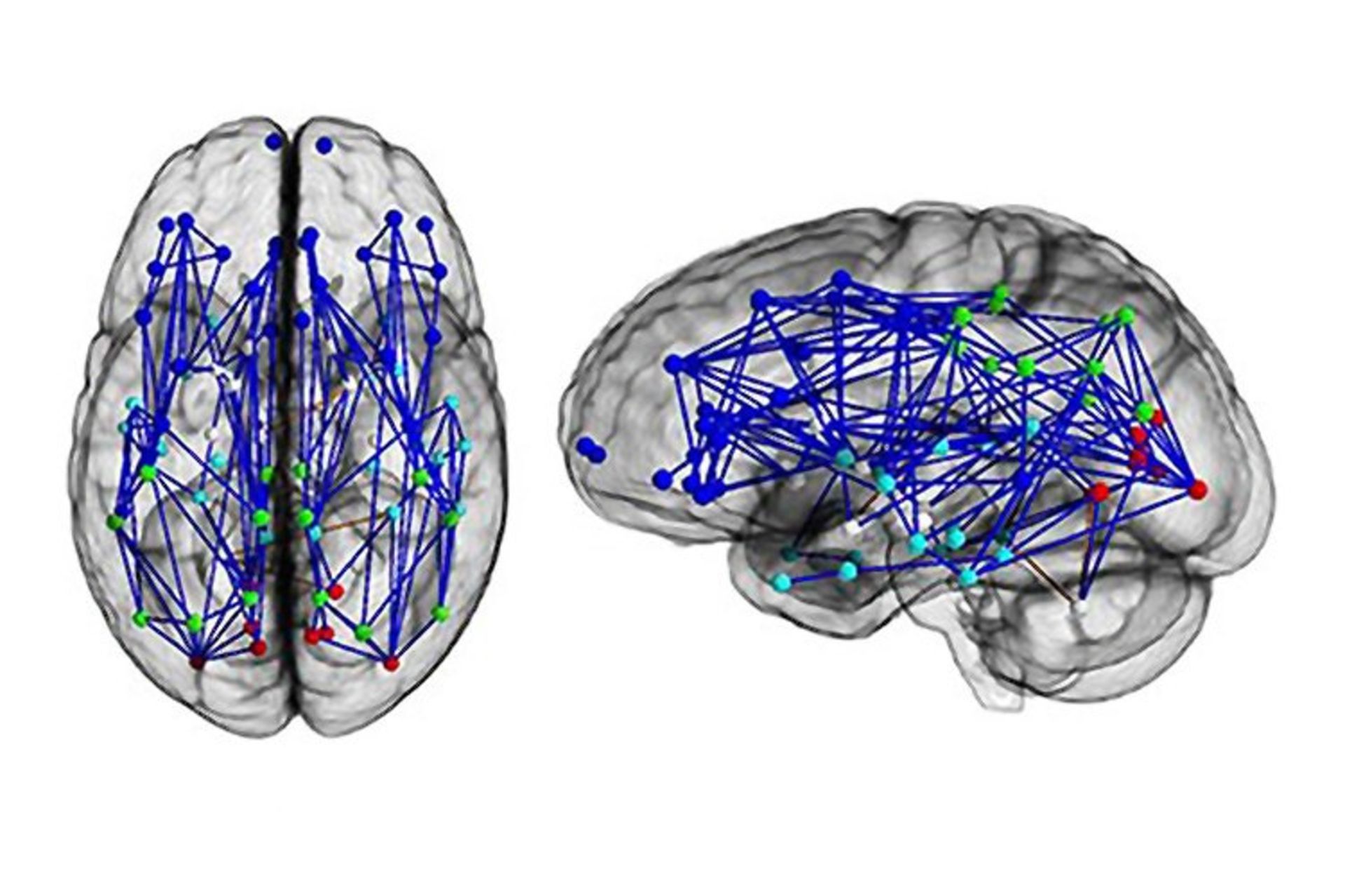 نقشه مدارهای عصبی مغز مرد