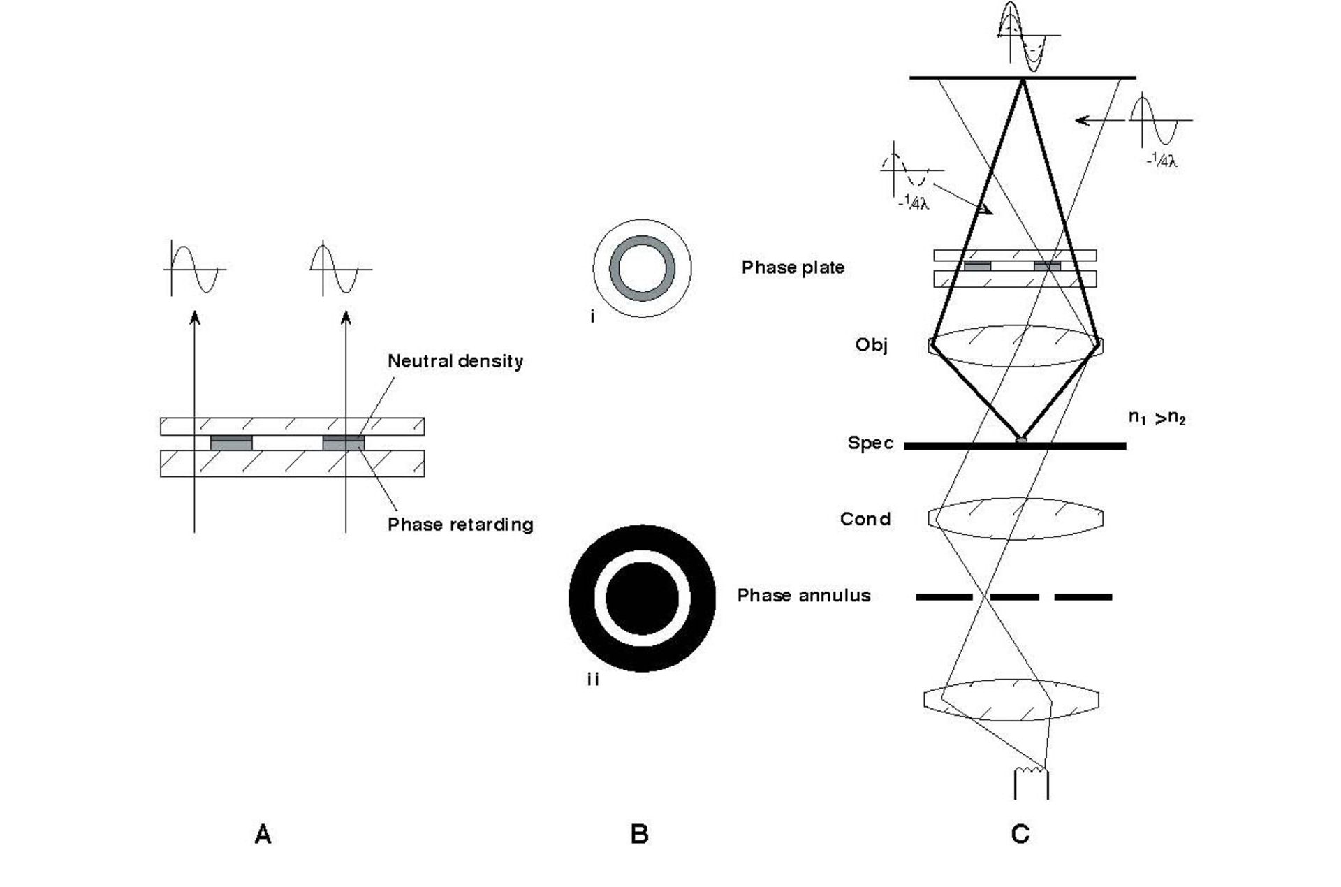 phase contrast img 0