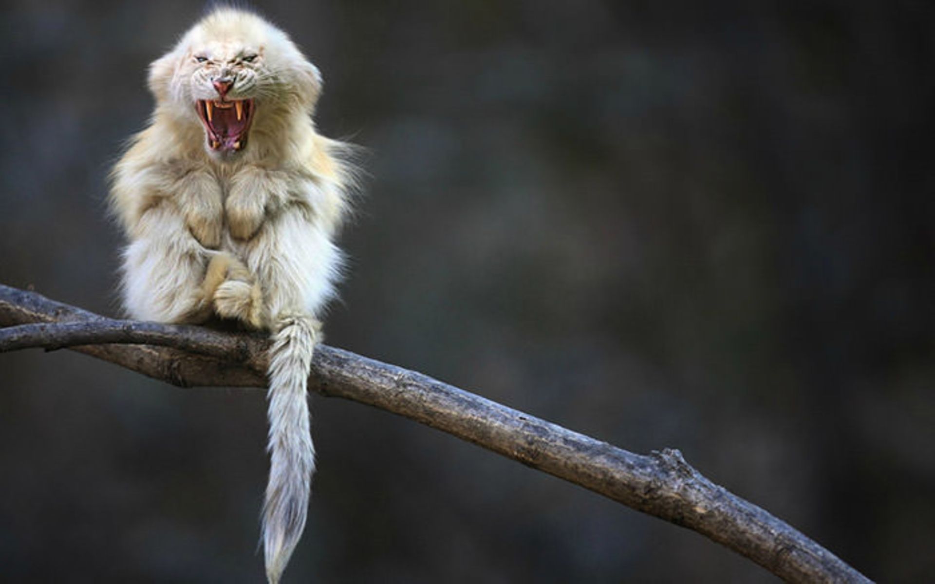دنیای جانوران دورگه