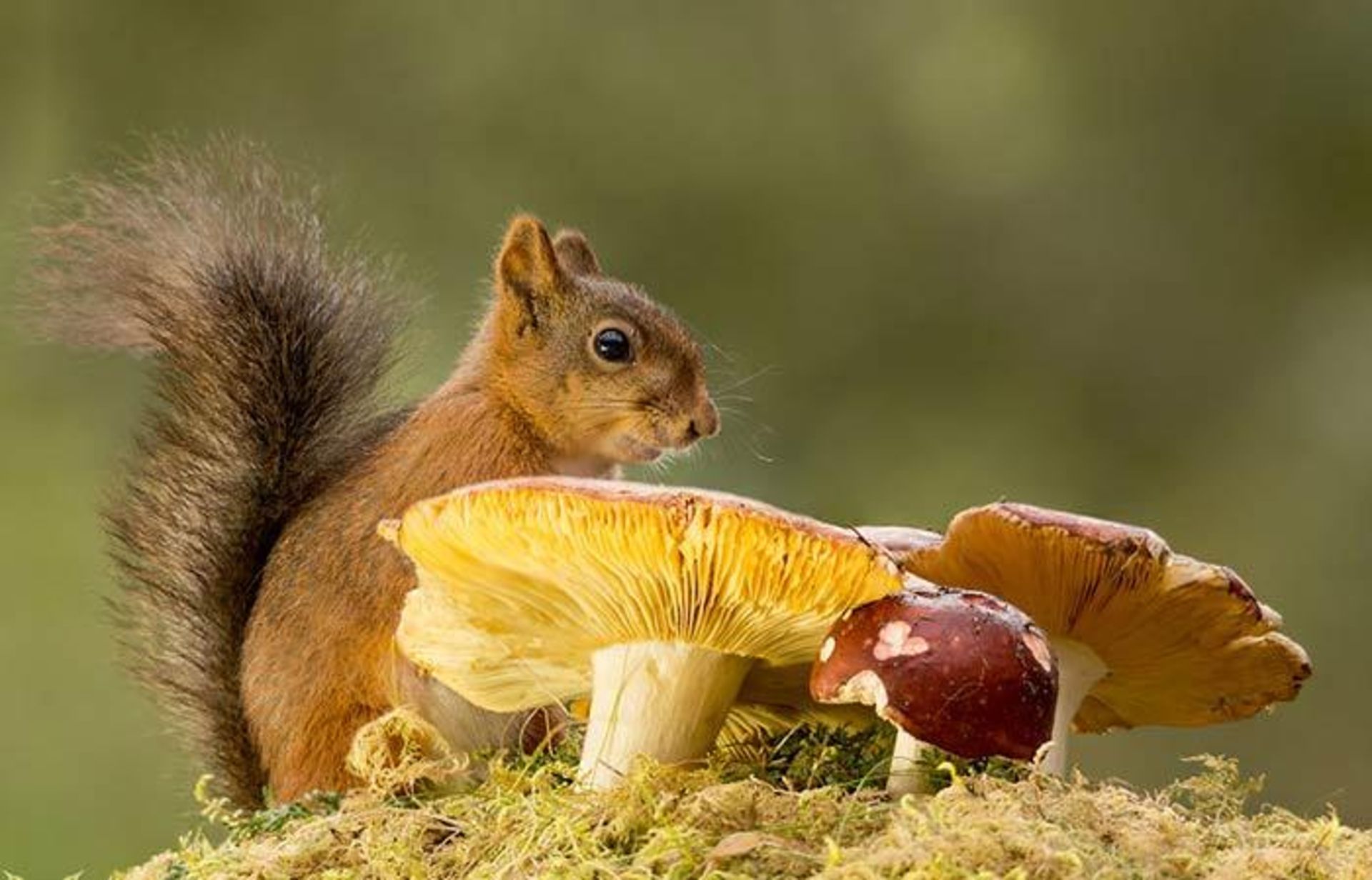 خلاقیت در عکاسی از سنجاب‌های قرمز