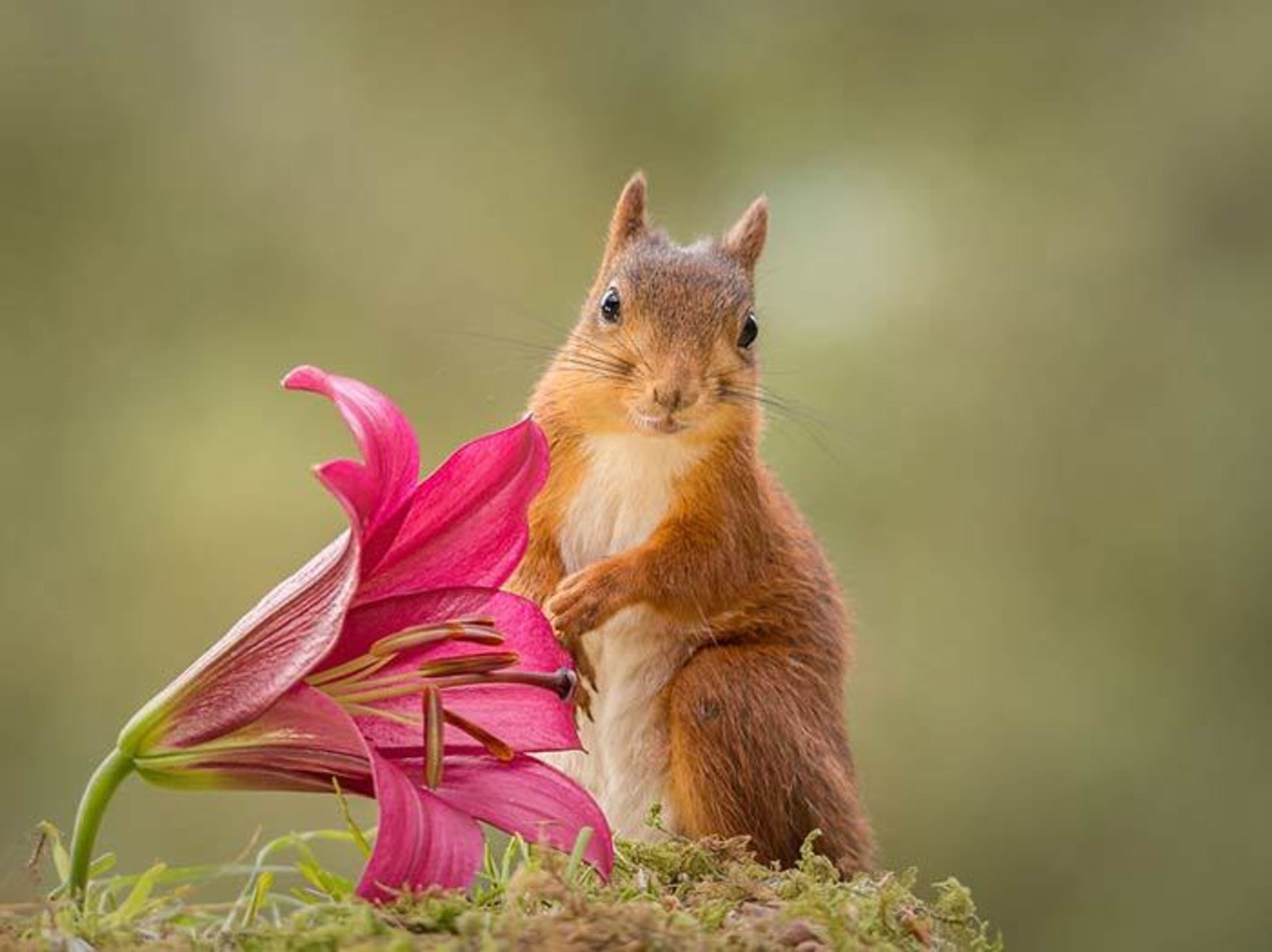 خلاقیت در عکاسی از سنجاب‌های قرمز