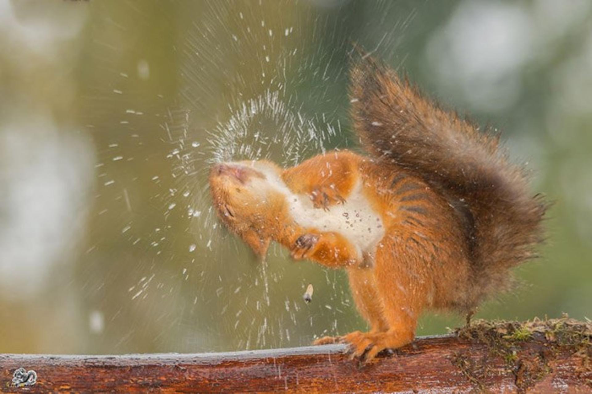 خلاقیت در عکاسی از سنجاب‌های قرمز