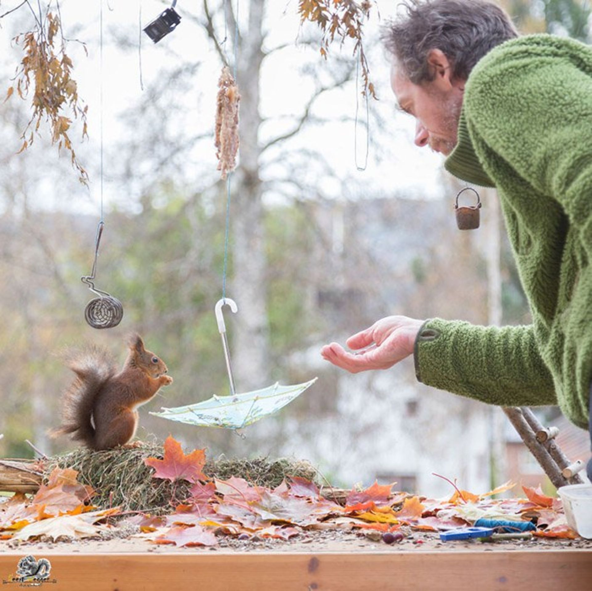 خلاقیت در عکاسی از سنجاب‌های قرمز