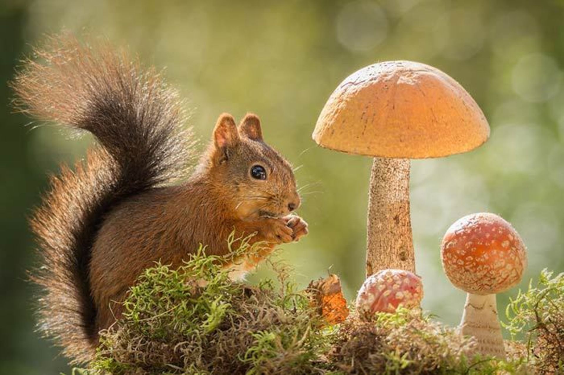 خلاقیت در عکاسی از سنجاب‌های قرمز