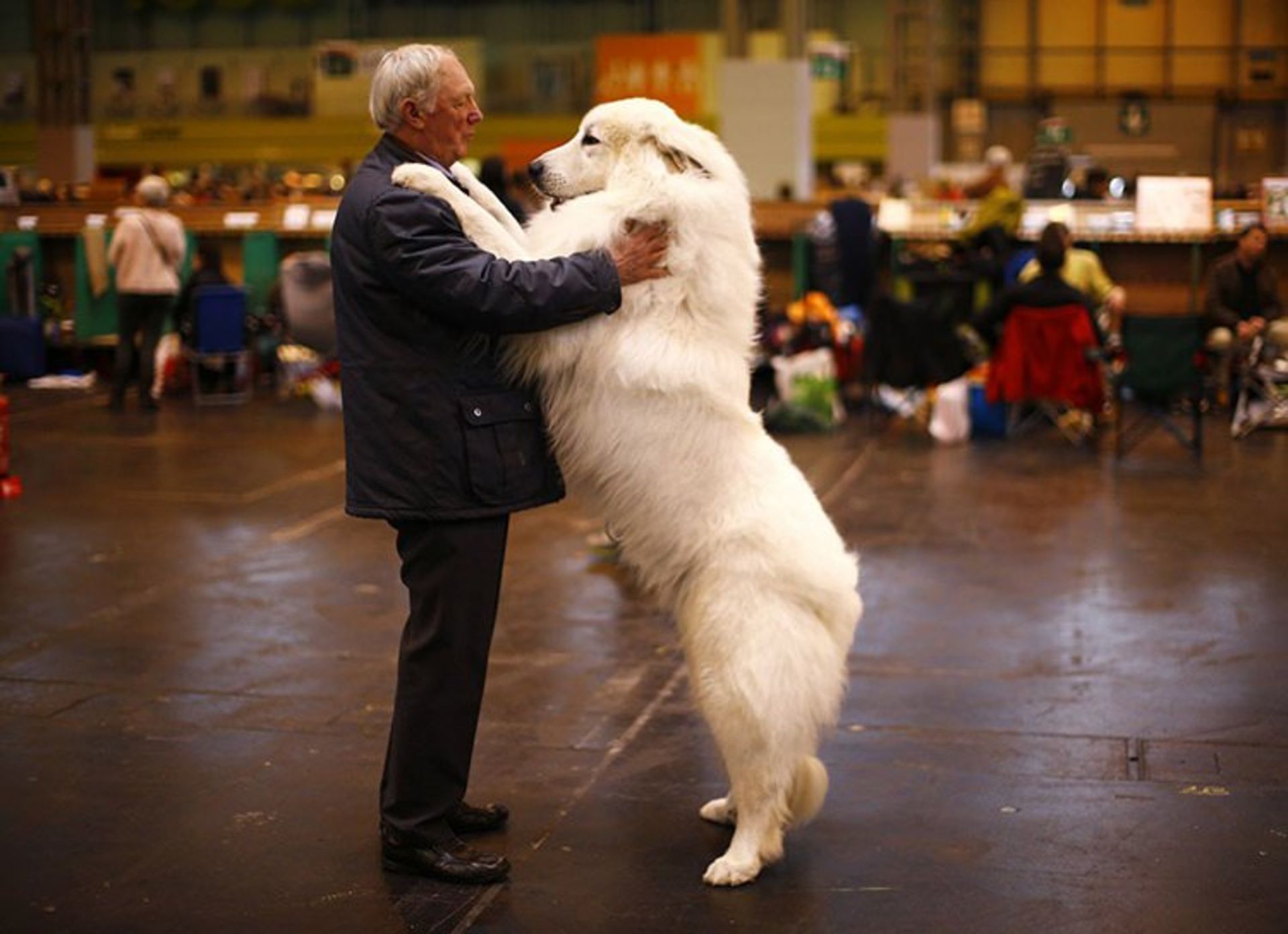 15 arthur ward stands with his pyrenean mountain dog cody during the first day of the crufts dog show in birmingham central england s b0439