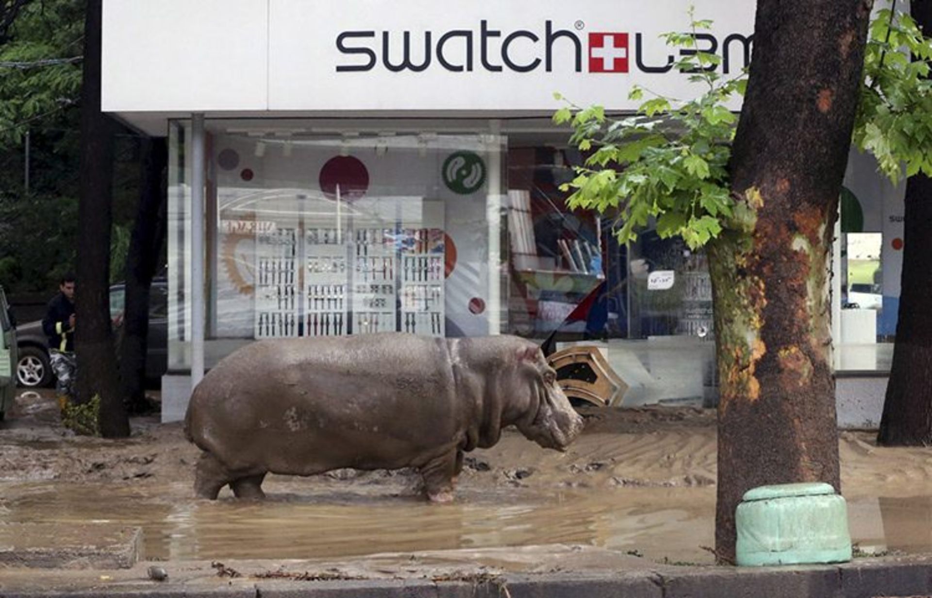 16 a hippopotamus walks across flooded street in tbilisi georgia s 38895