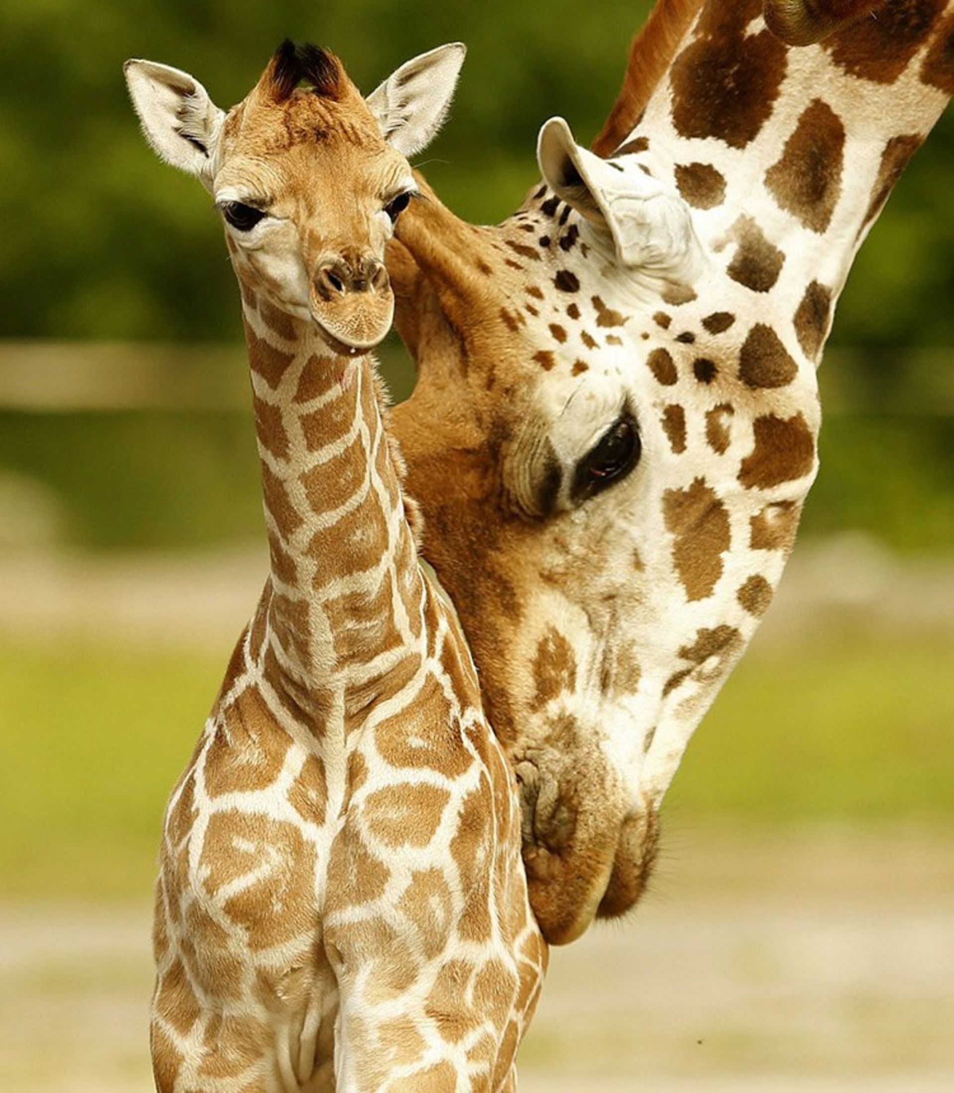 19 sanyu a five day old rothschilds giraffe calf is nuzzled by another member of the herd in their enclosure at chester zoo in chester britain s ef60b