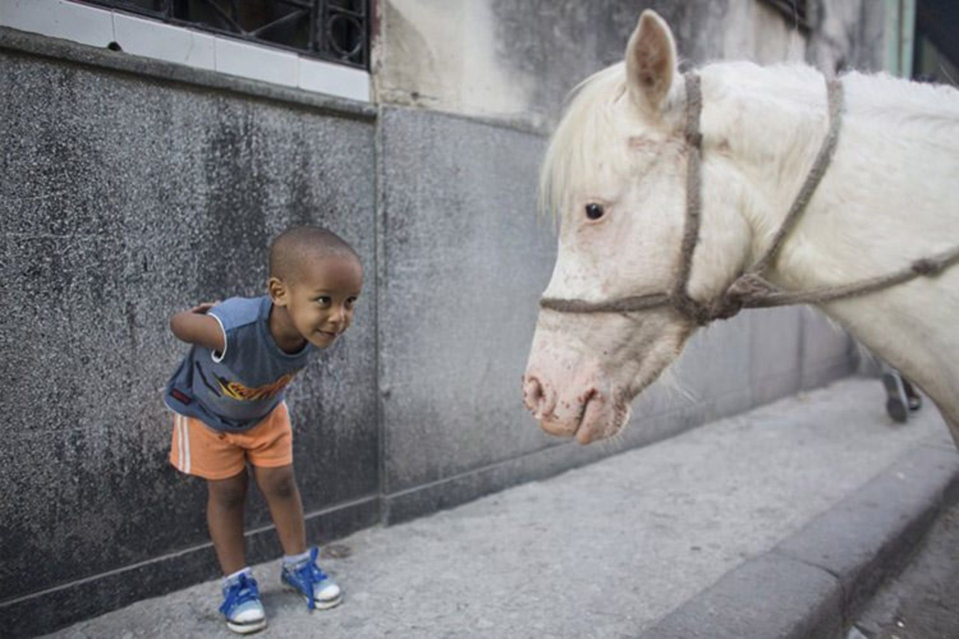 20 alexo carmona 2 looks at coco a two year old pony in downtown havana s b9452
