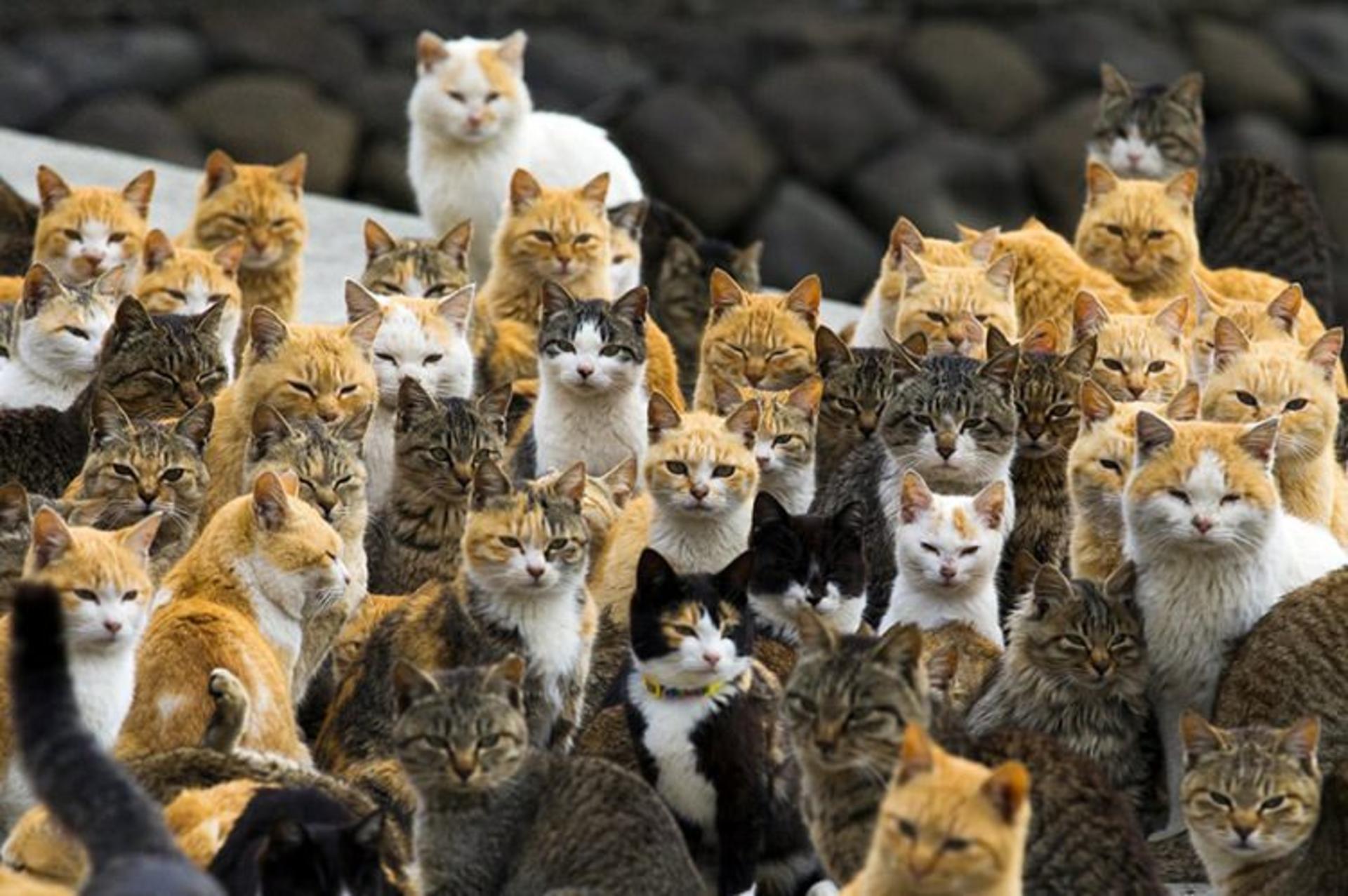 3 cats crowd the harbour on aoshima island in the ehime prefecture in southern japan s 440c2