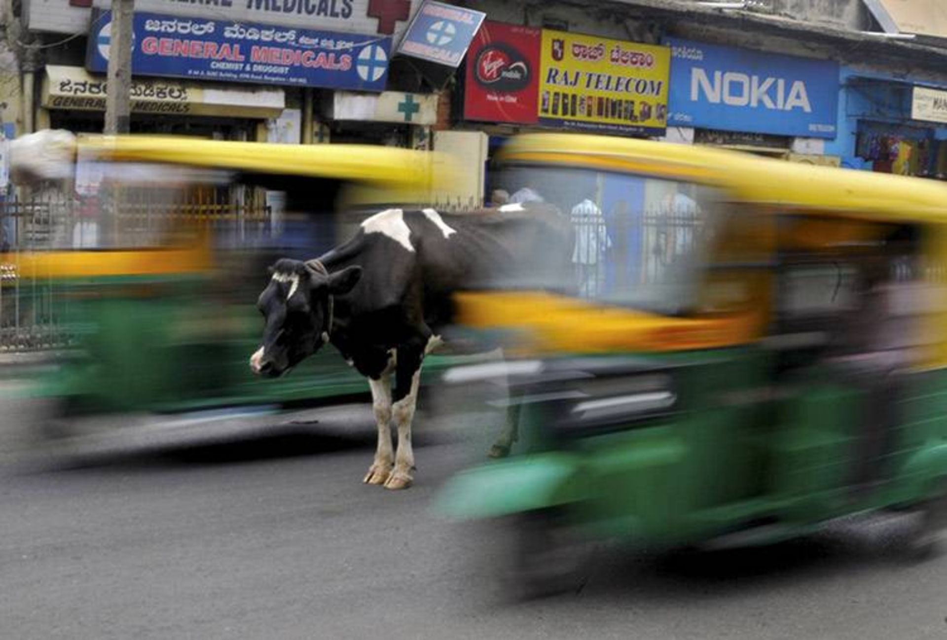 5 a cow stands in the middle of a busy road as auto rickshaws pass by in bengaluru india s c407a
