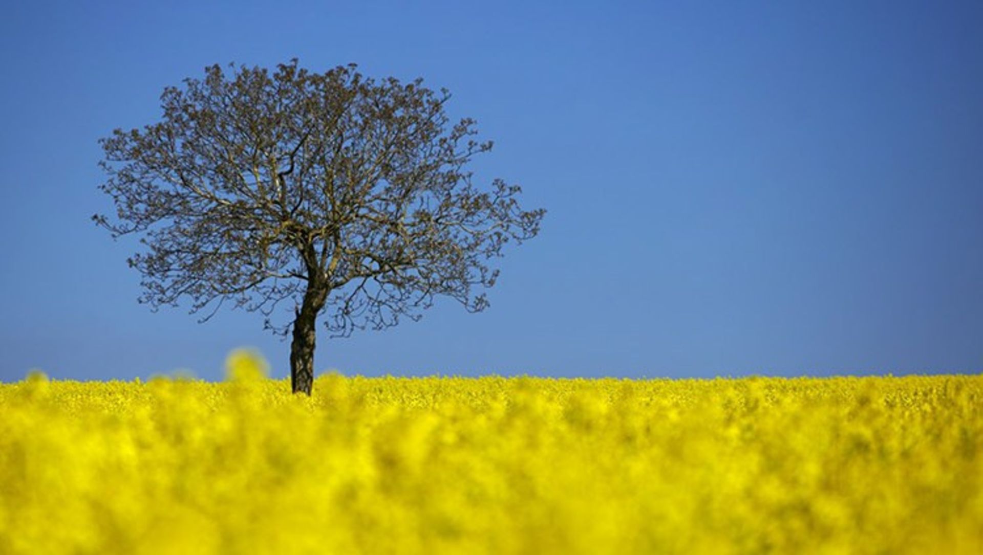 7 a tree is pictured in a blooming rapeseed field on a spring morning in vufflens la ville near lausanne s 010fa