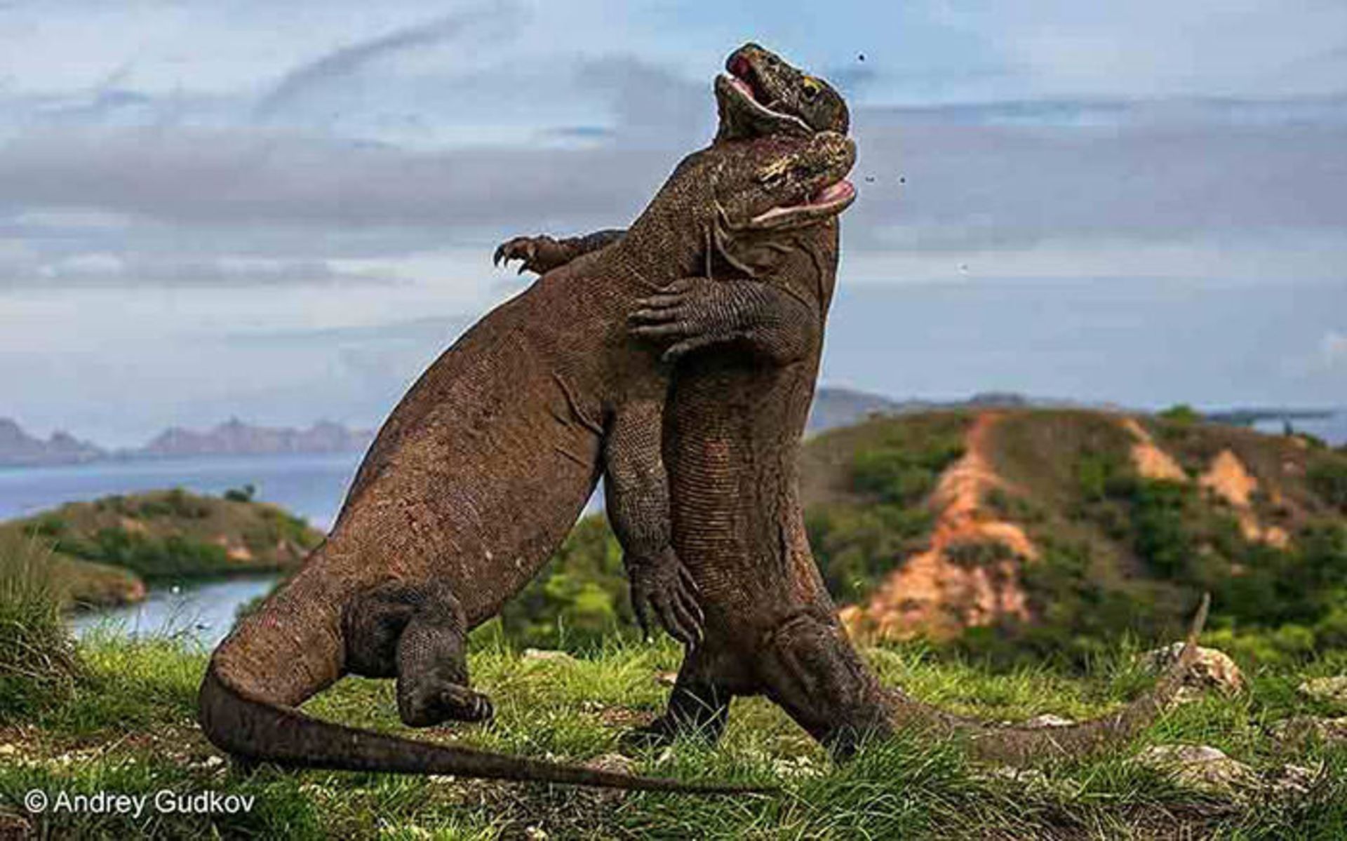 عکاسی حیات وحش