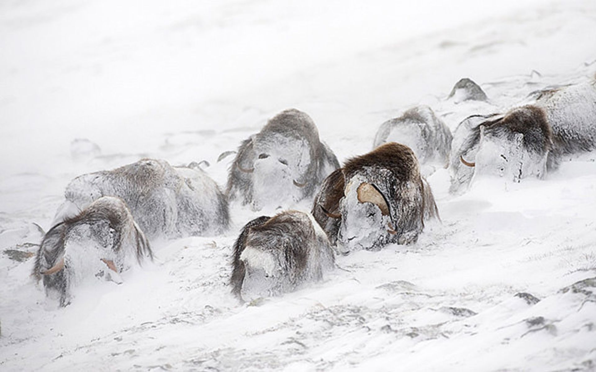 عکاسی حیات وحش