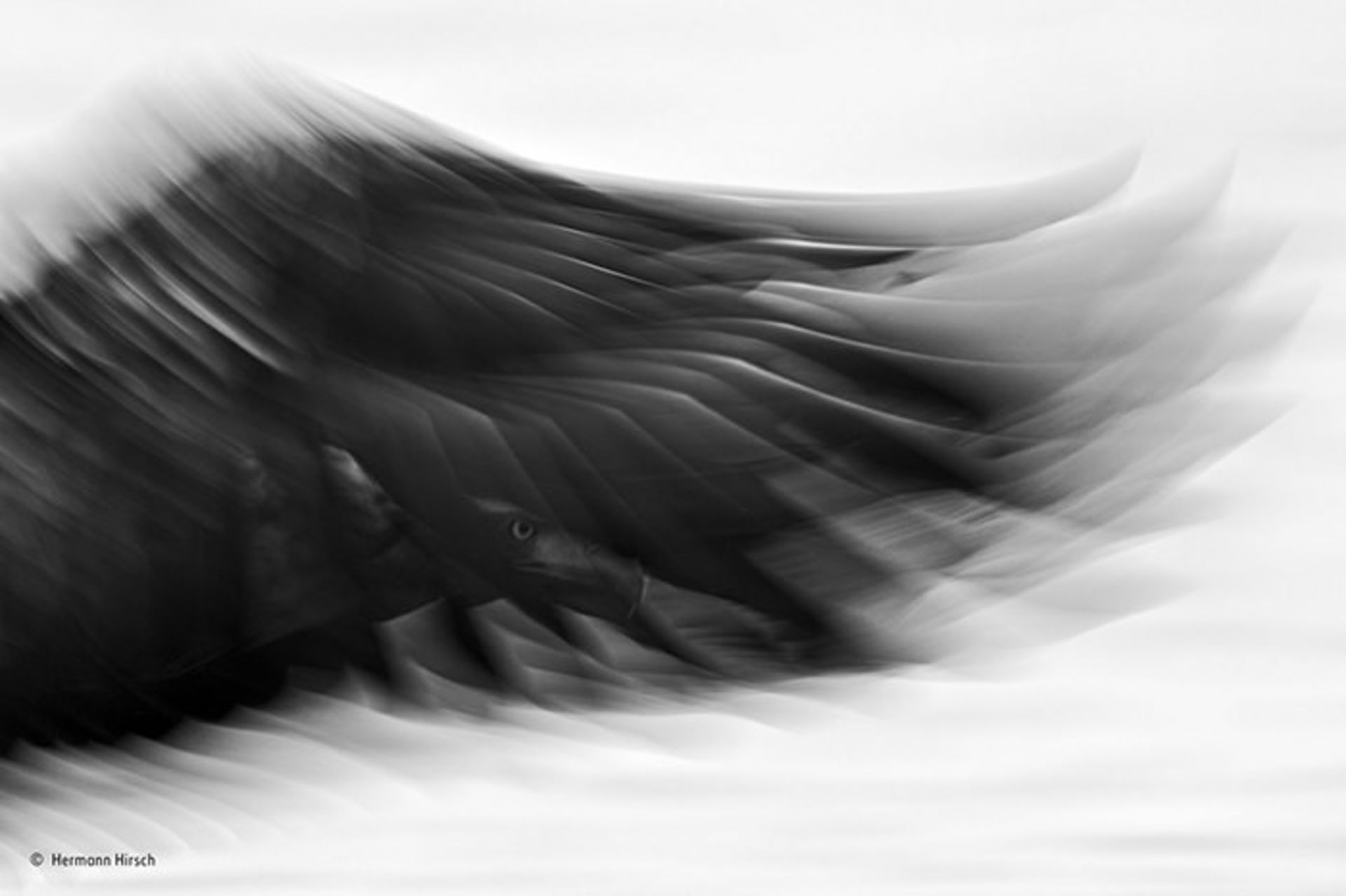 برندگان مسابقه عکاسی حیات وحش 2015