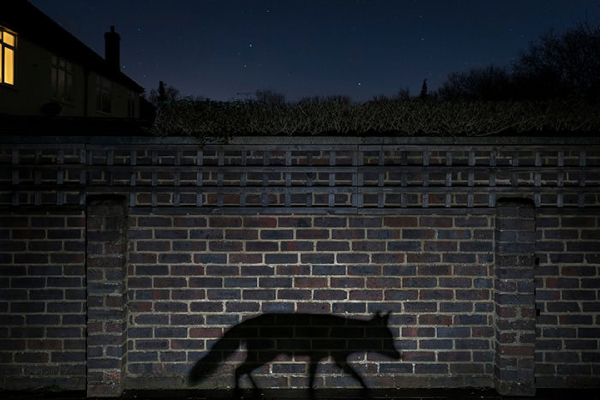 برندگان مسابقه عکاسی حیات وحش 2015