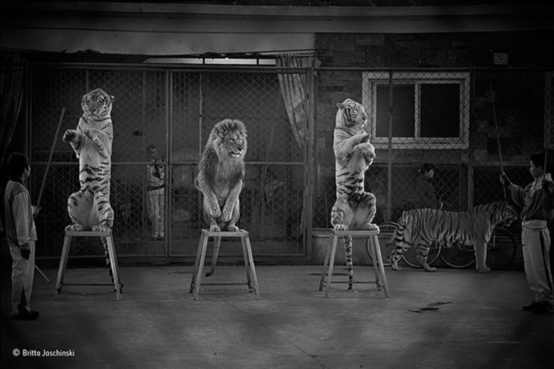 برندگان مسابقه عکاسی حیات وحش 2015