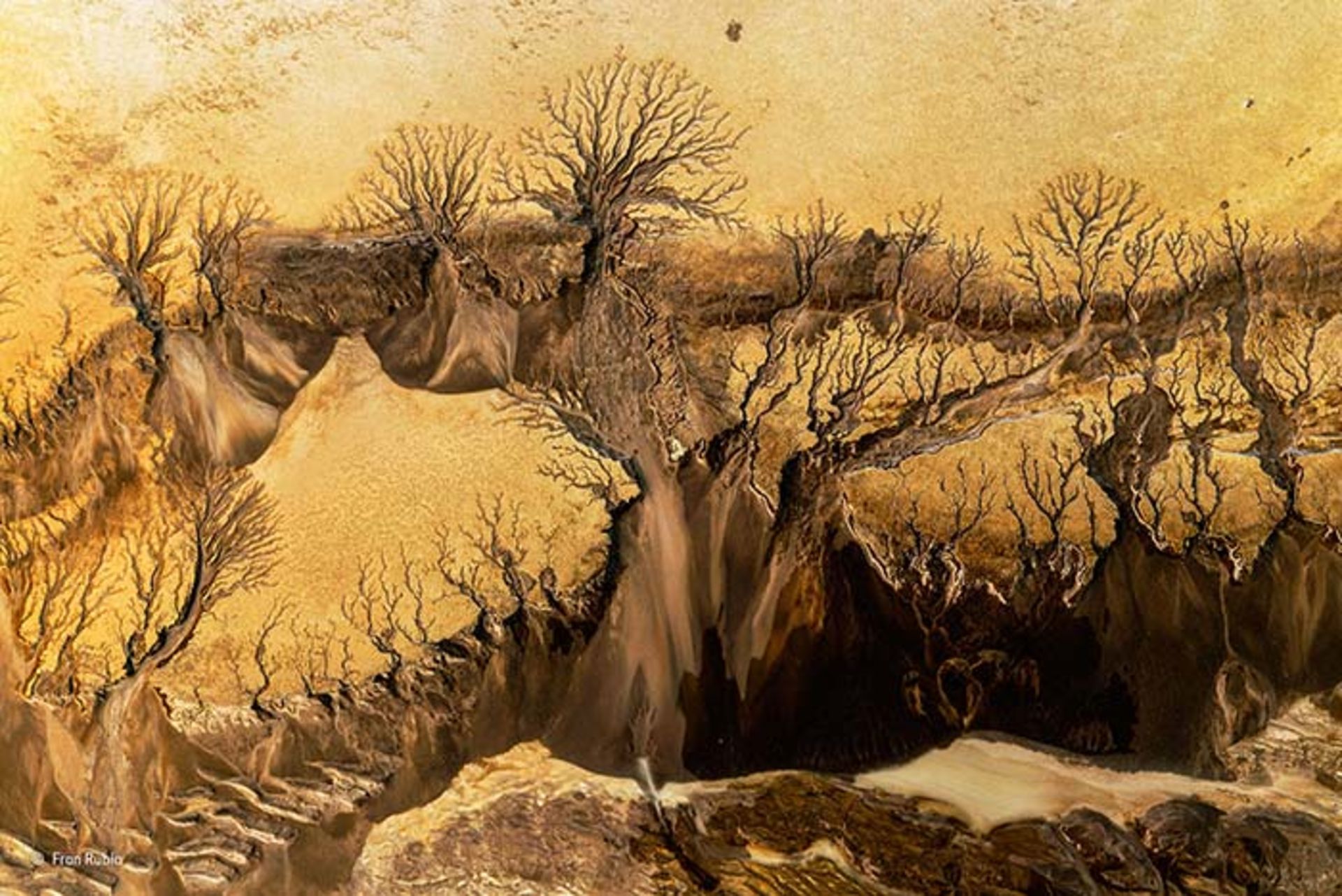 برندگان مسابقه عکاسی حیات وحش 2015