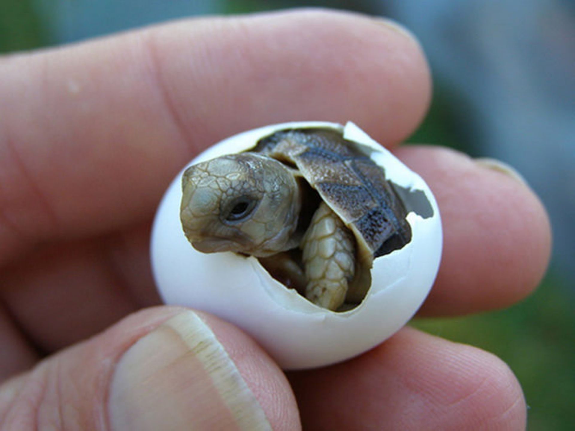 لاکپشت‌های نینجا و همتایانی بانمک در دنیای واقعیت