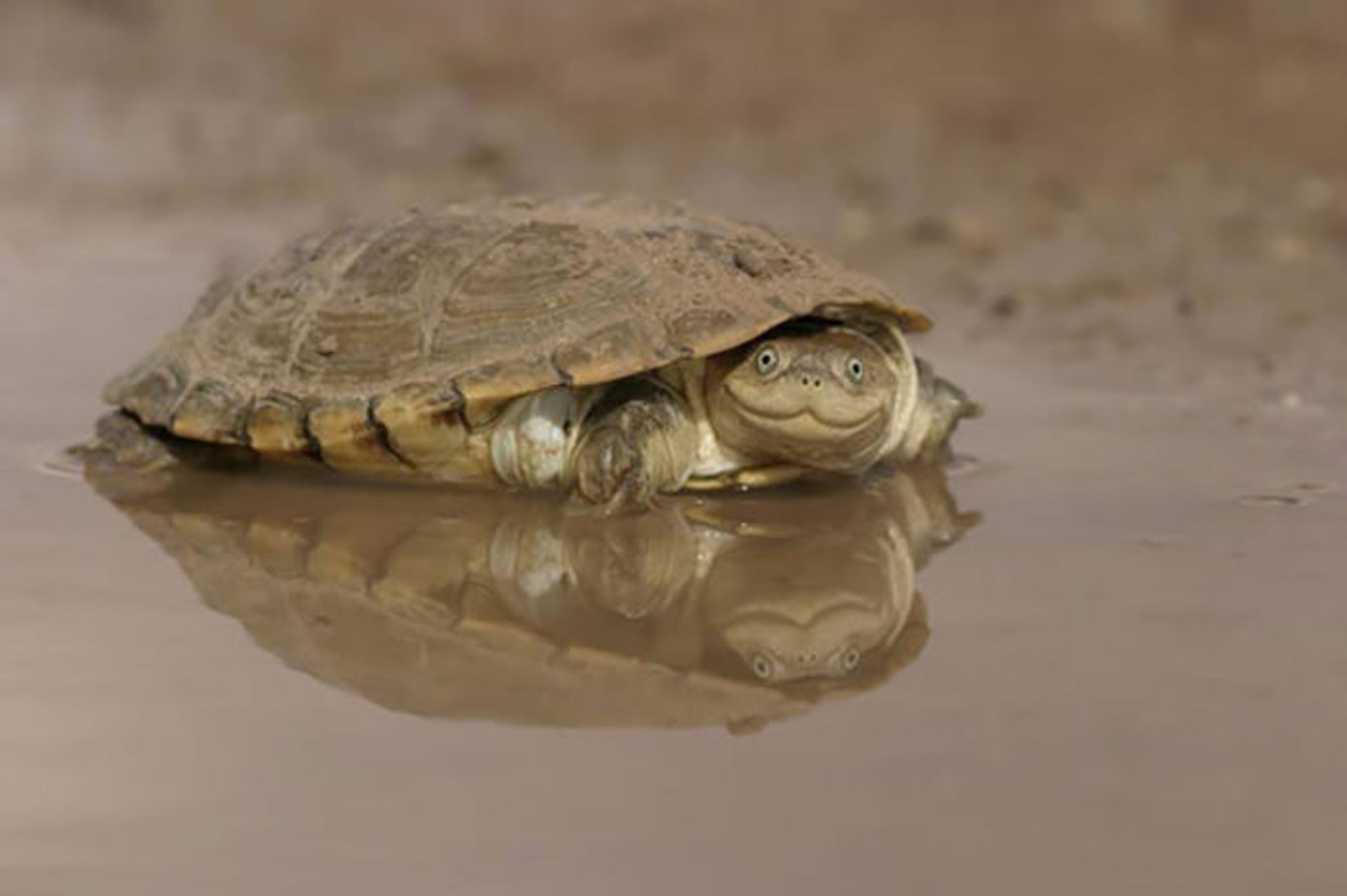 لاکپشت‌های نینجا و همتایانی بانمک در دنیای واقعیت