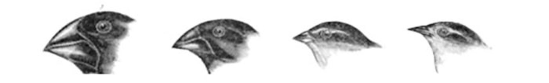 8 4300c