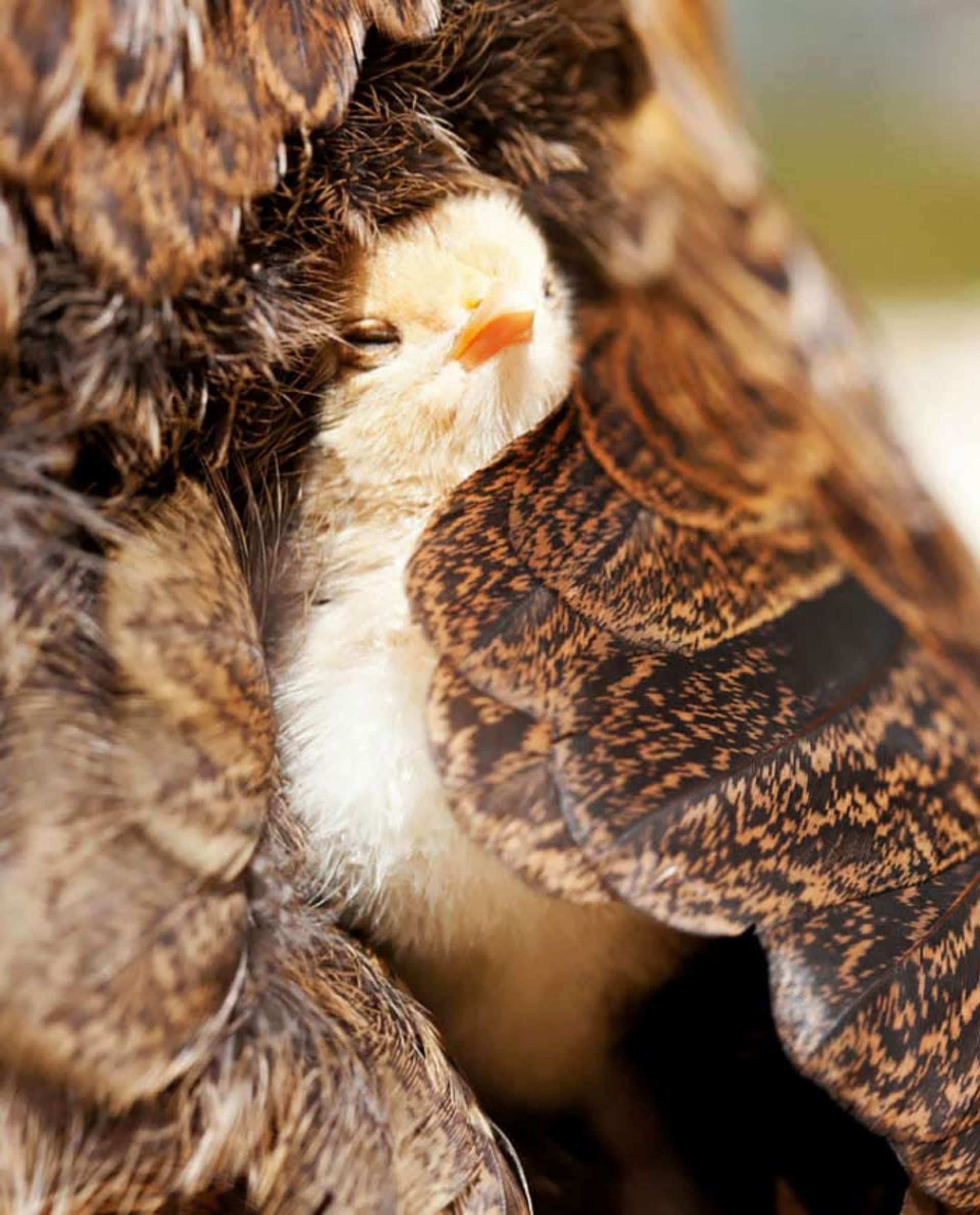 نگاهی به زیبایی عواطف ماردانه در دنیای پرندگان