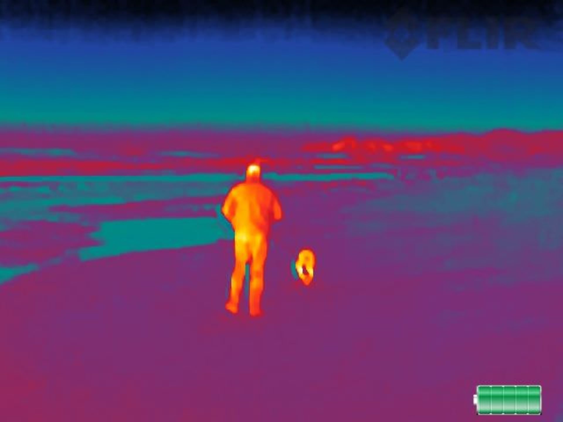 beach dog walk.0 290c9