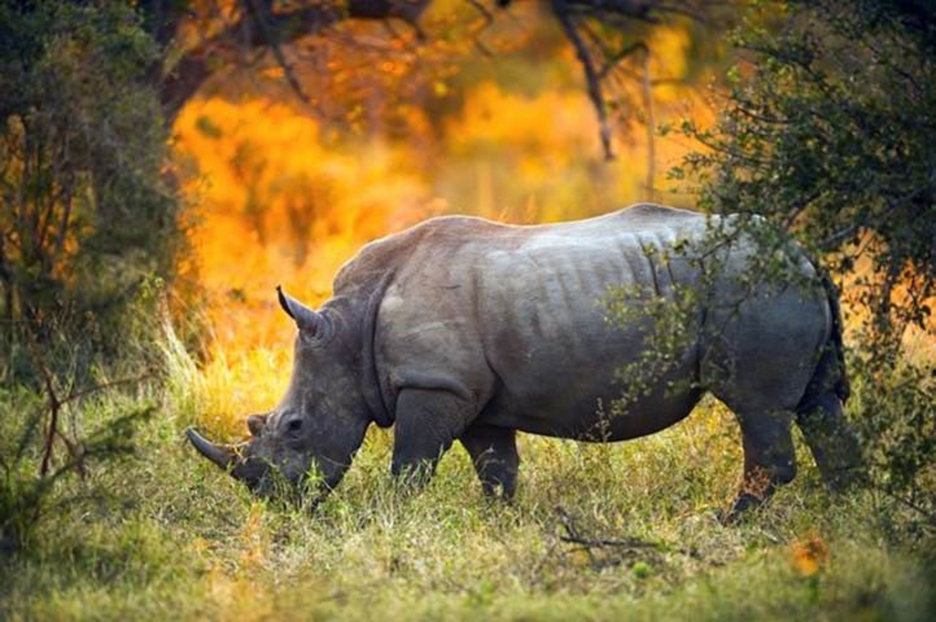5 rhino horn dye 1 916ee