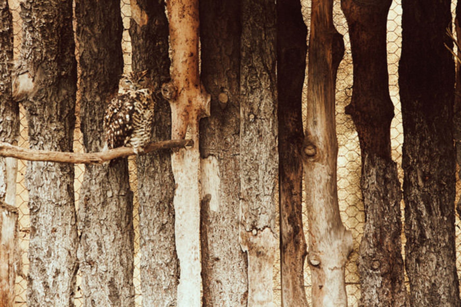 استتار جغدی