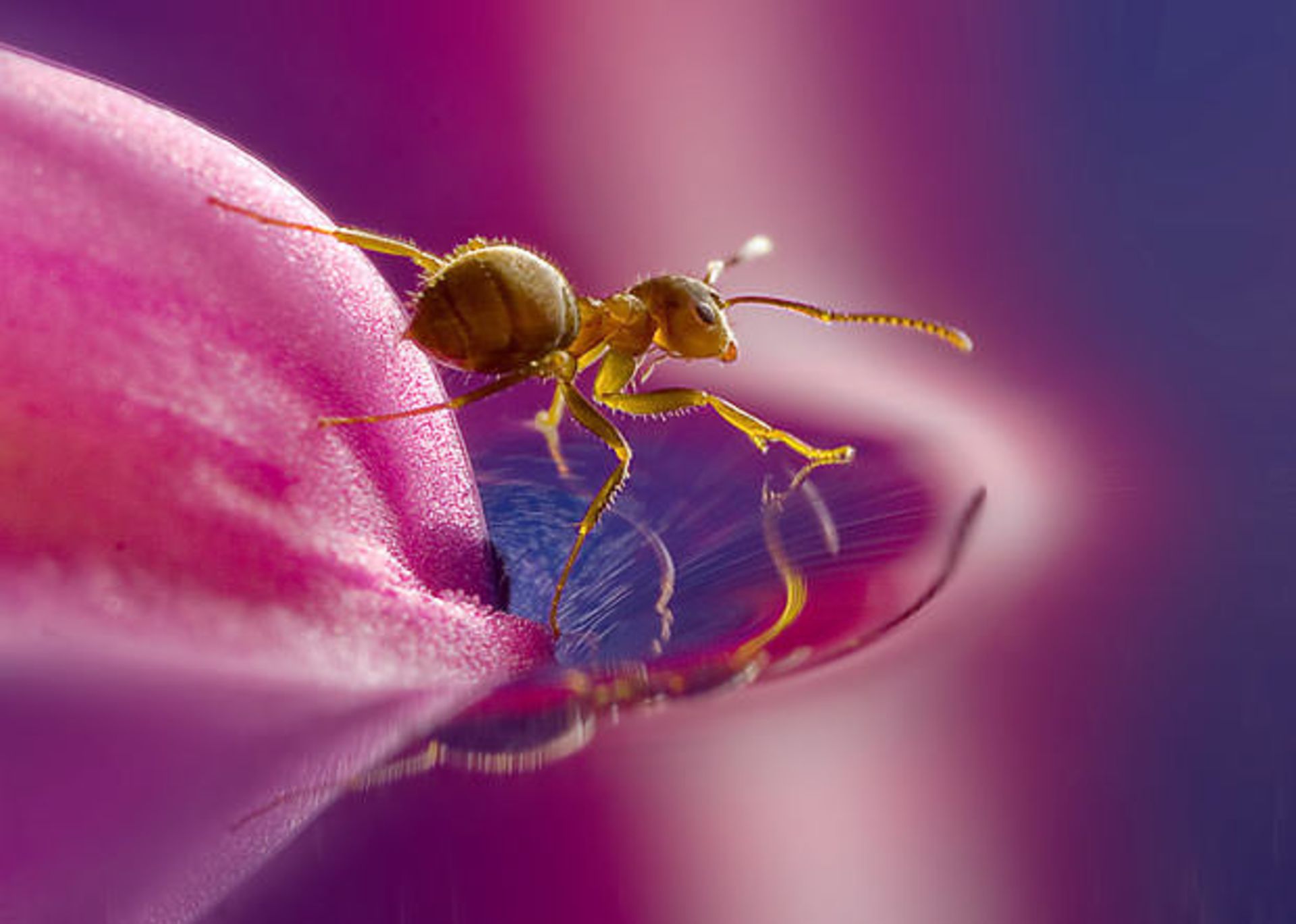 عکس ماکرو از مورچه