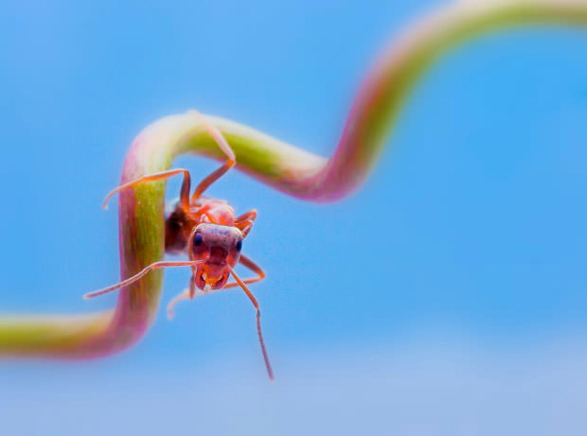 inquisitive-ant 1721072i