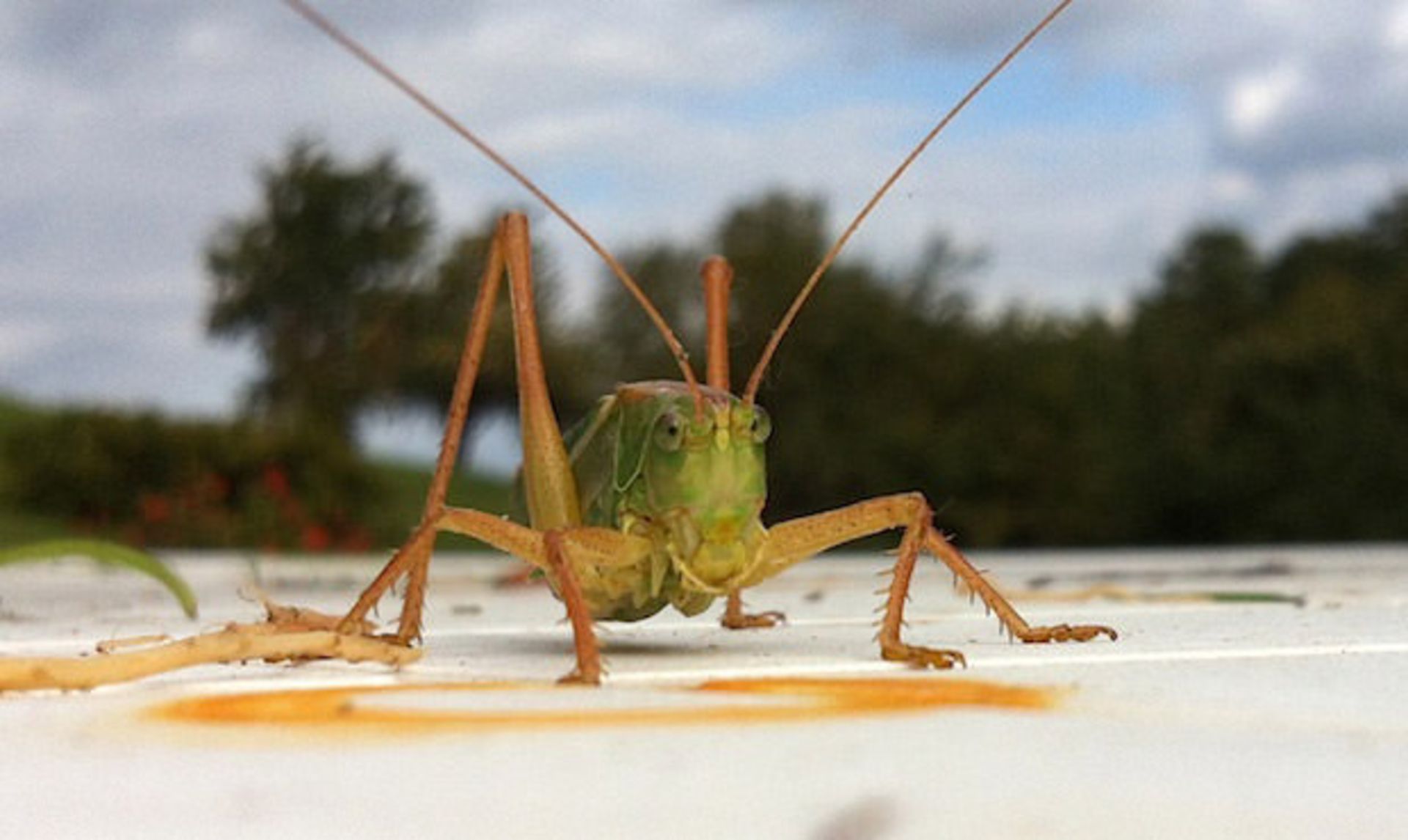 macro-photography-guide-iphone-1