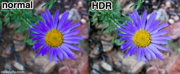 macro-photography-guide-iphone-3