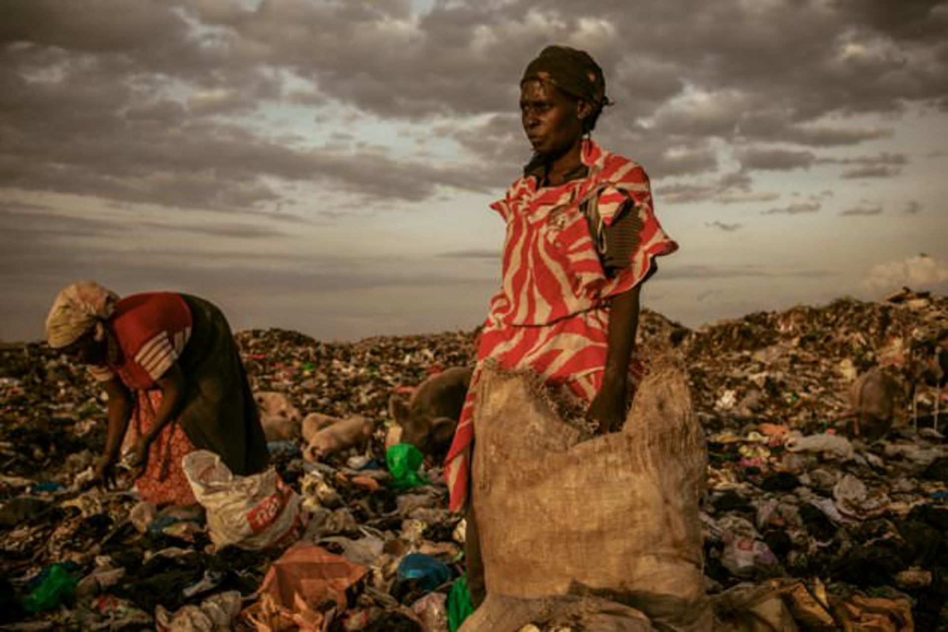03 Amongst-the-Scavengers-jpg 175234