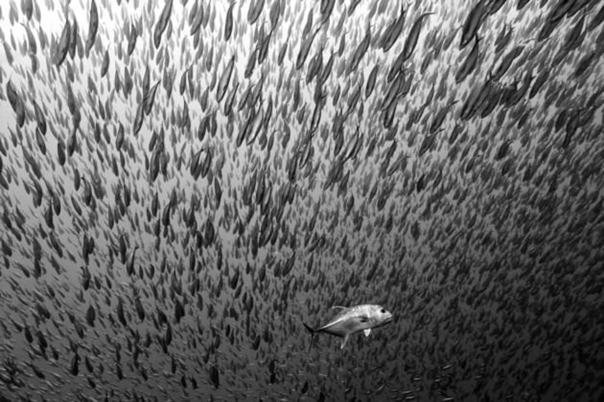 12 Predation-up-close-and-personal-jpg 175241