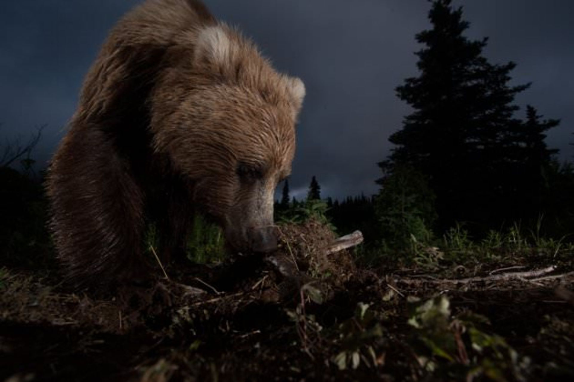 13 Ursus-arctos-horribilis-jpg 175250