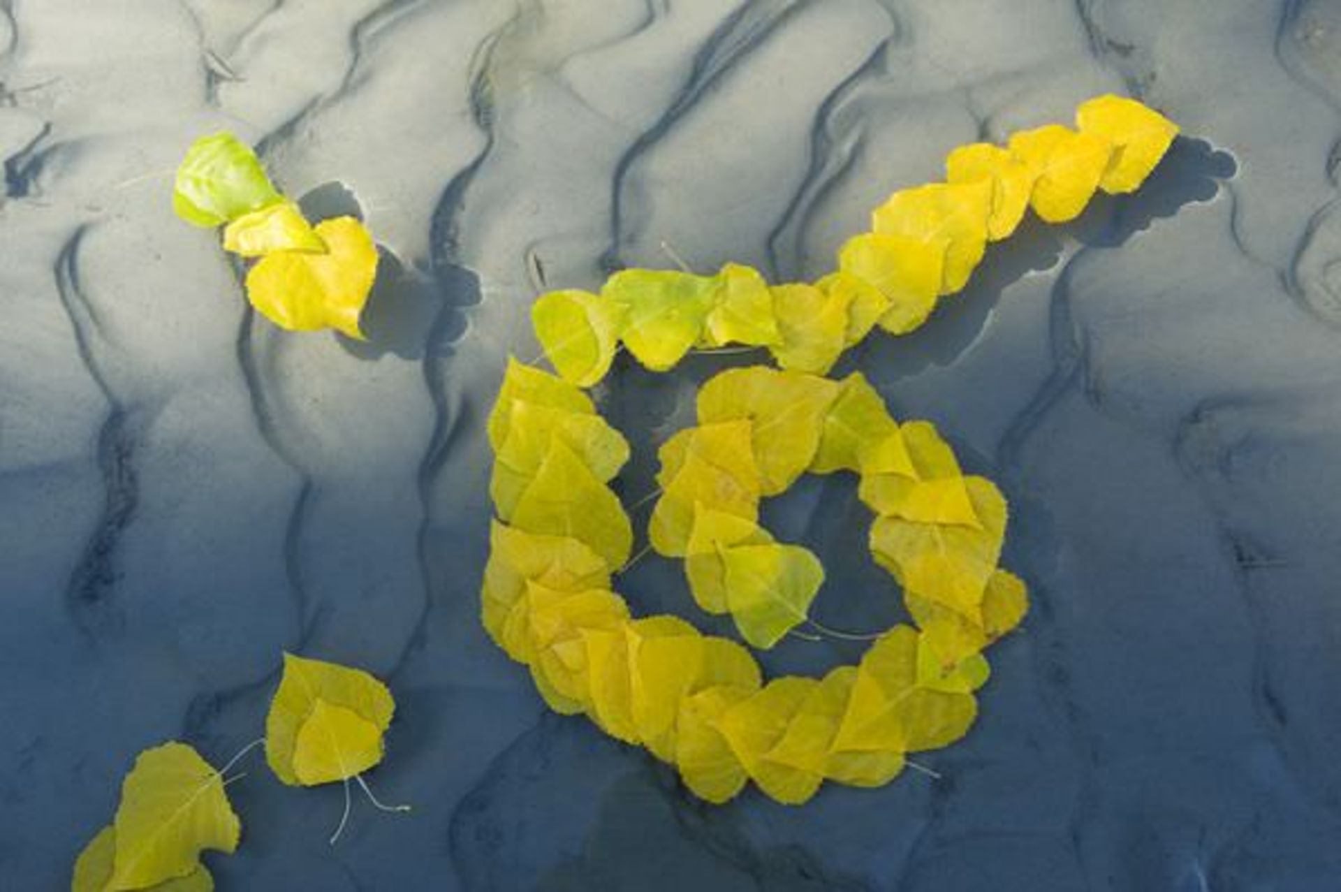 Life In Yellow Color