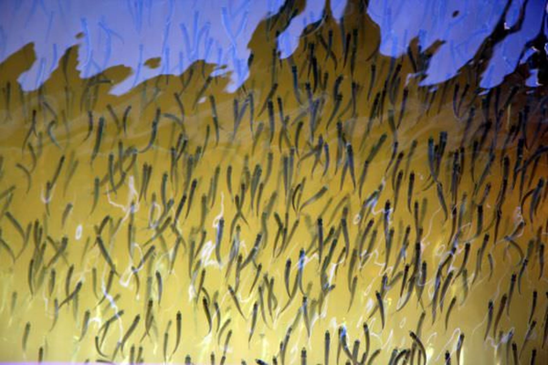 Life In Yellow Color