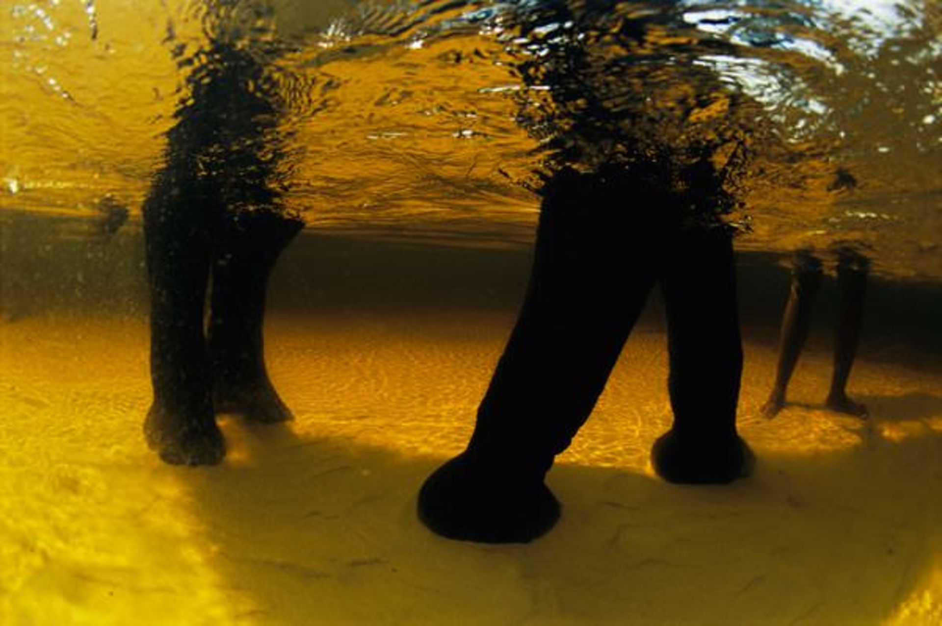 Life In Yellow Color