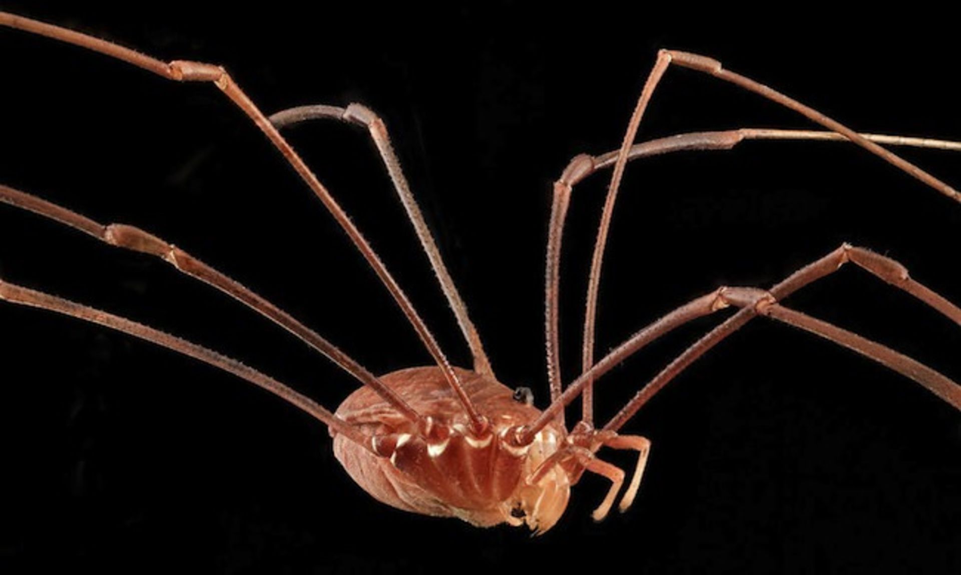 دنیای خارق‌العاده حشرات