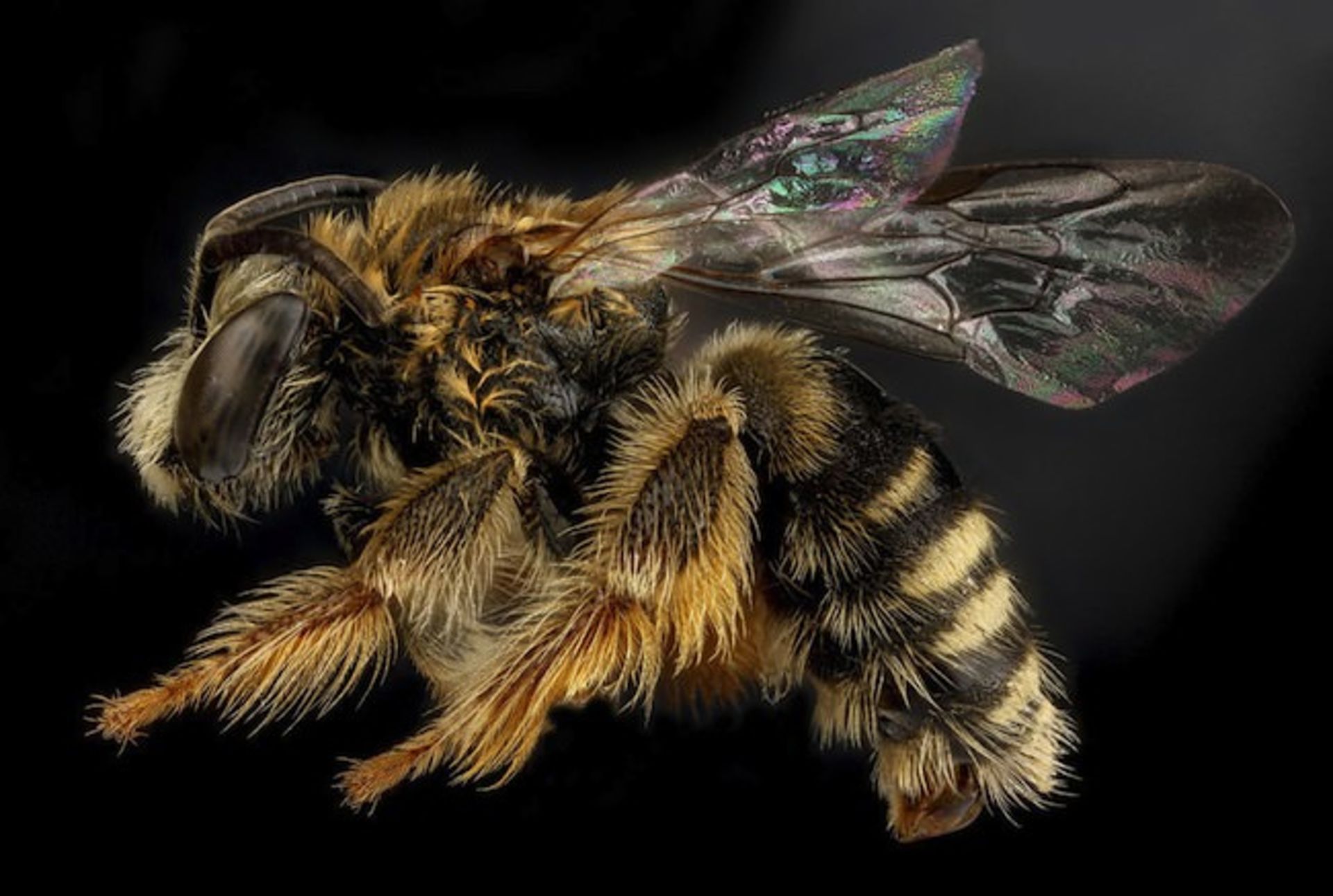 دنیای خارق‌العاده حشرات