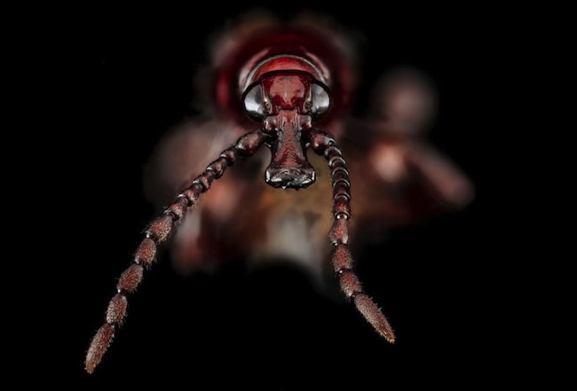 دنیای خارق‌العاده حشرات