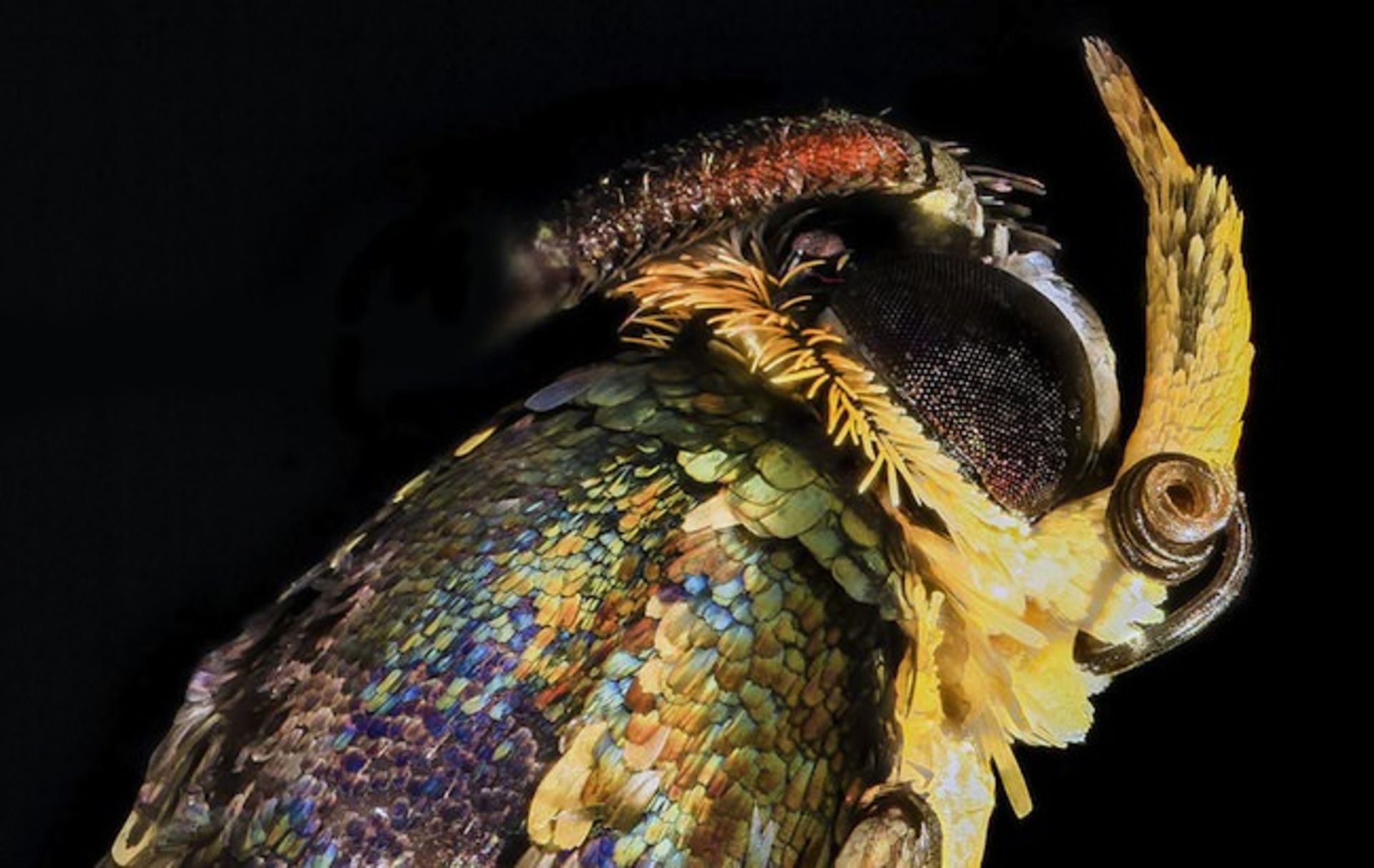 دنیای خارق‌العاده حشرات