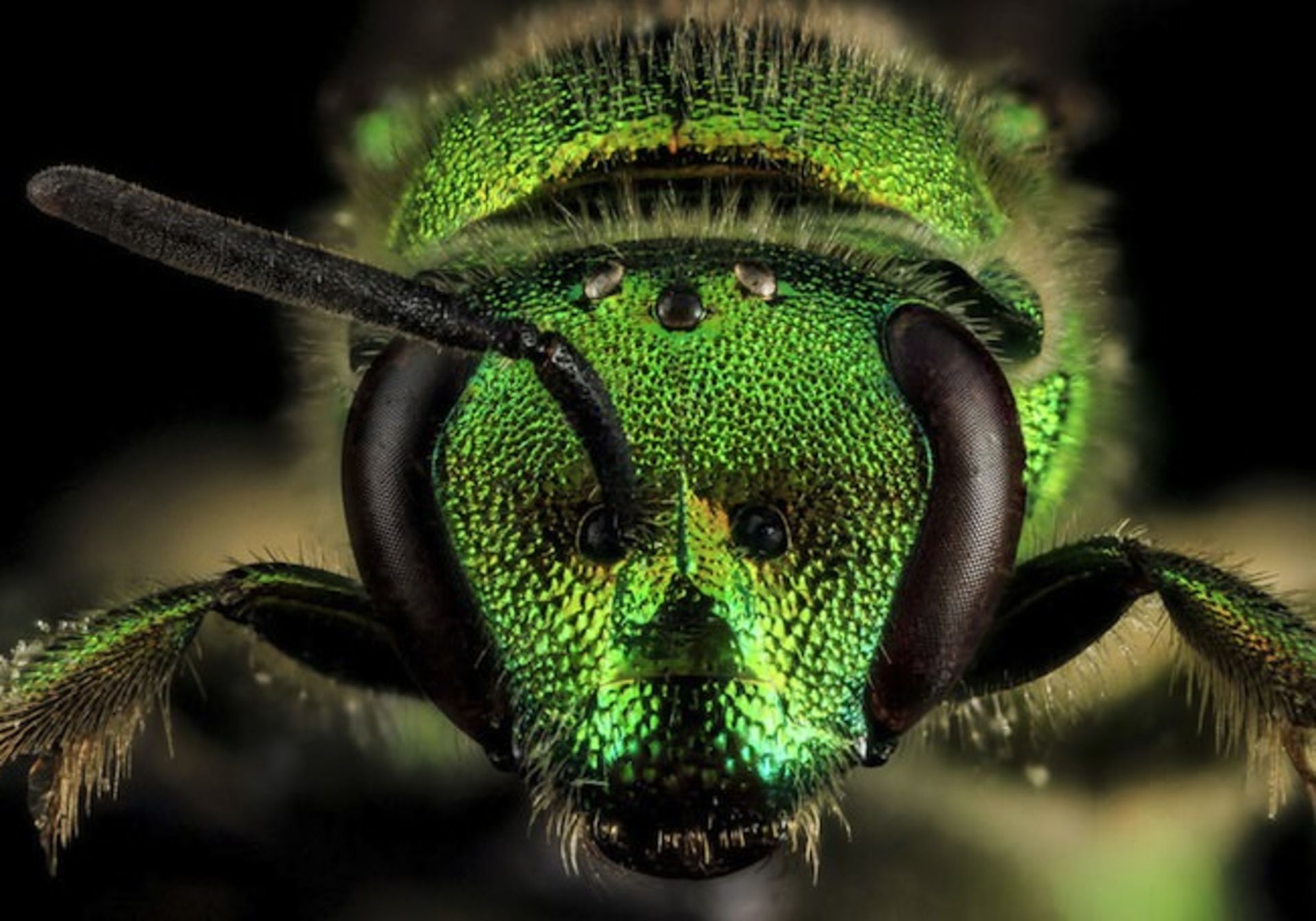 دنیای خارق‌العاده حشرات