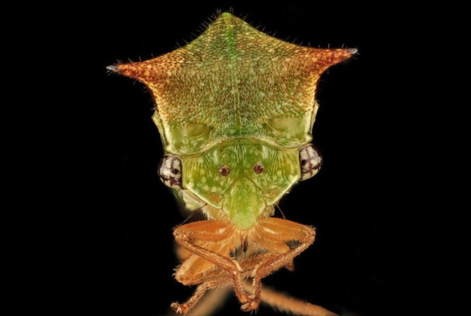 بررسی تلفن هوشمند Xperia M2 Aqua سونی