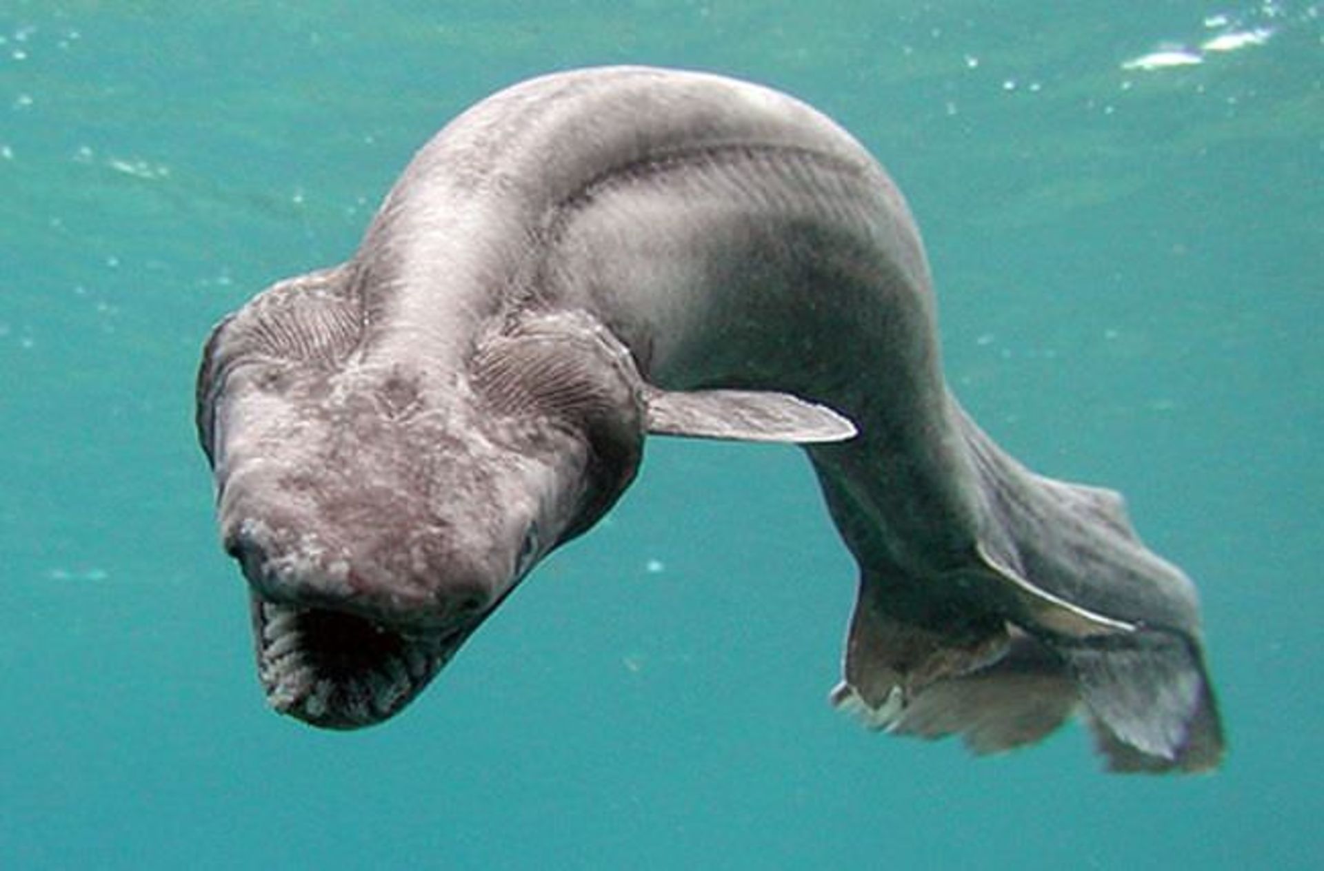 10 مخلوق وحشت‌آفرین اعماق دریاها