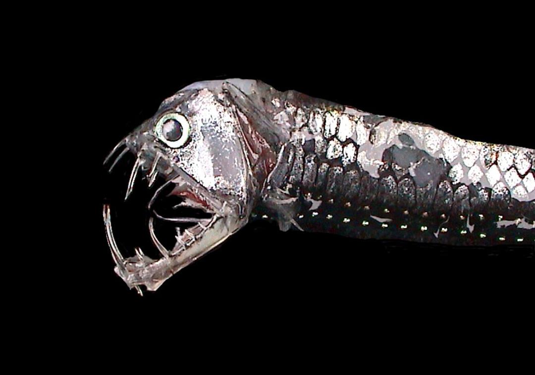 10 مخلوق وحشت‌آفرین اعماق دریاها