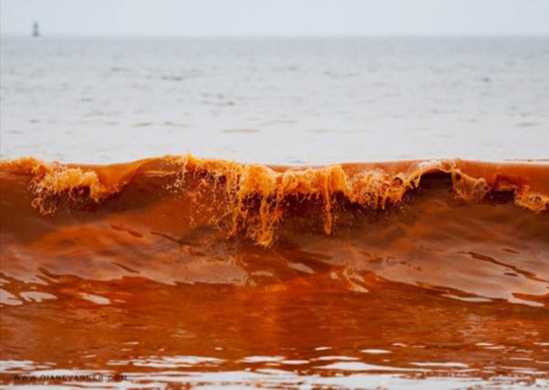 01 red-tide-ocean-phenomena