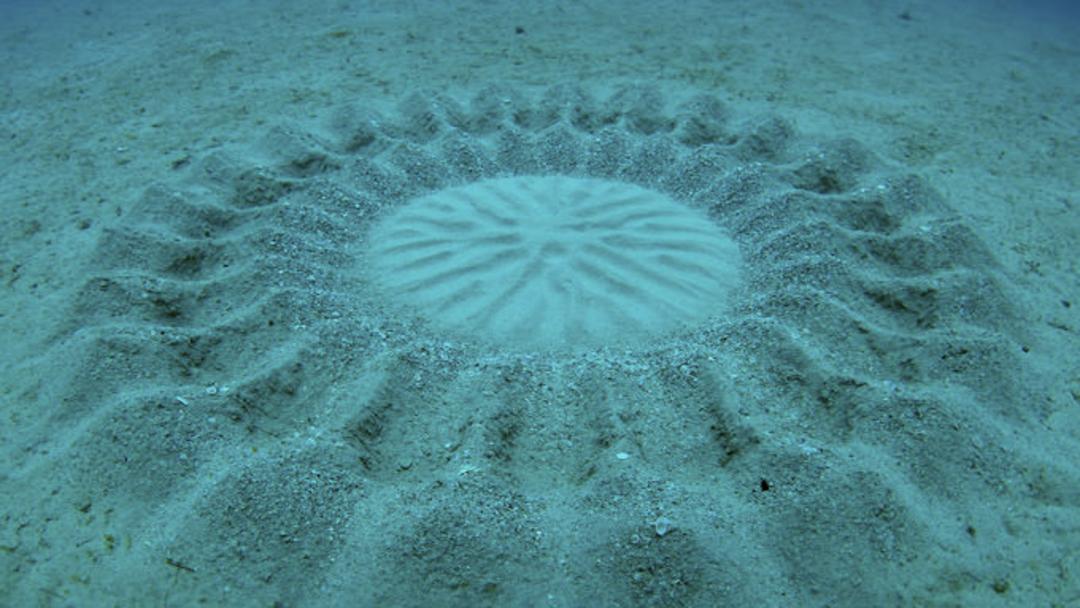 06 underwater-crop-circle-ocean-phenomena
