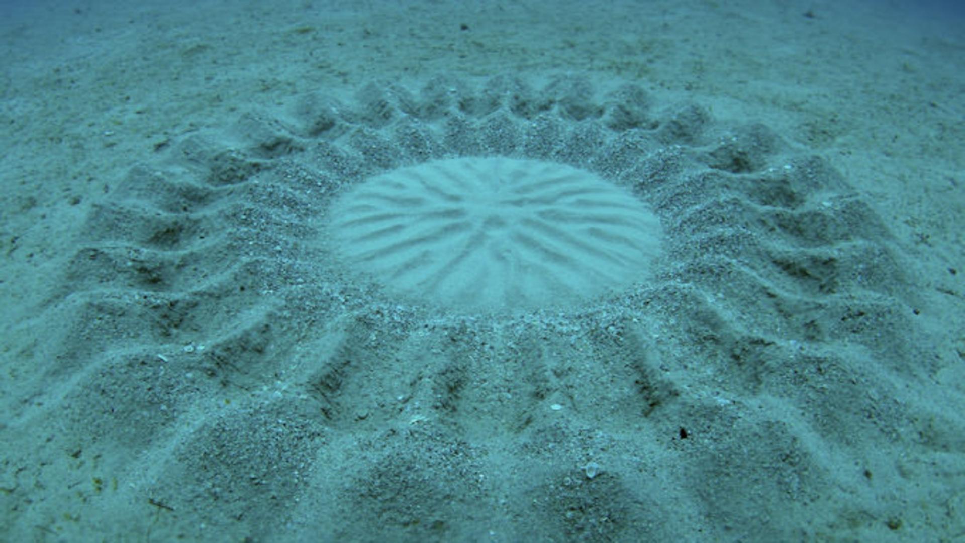 06 underwater-crop-circle-ocean-phenomena